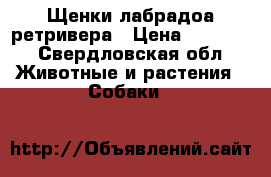 Щенки лабрадоа ретривера › Цена ­ 12 000 - Свердловская обл. Животные и растения » Собаки   